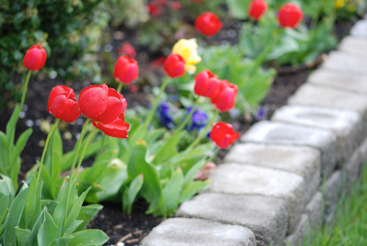 A beautiful tulip garden at Shreveport Manor Skilled Nursing and Rehabilitation in Shreveport, LA